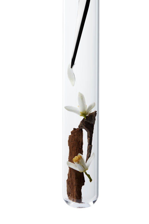 Blossoms and bark displayed in a clear glass tube