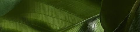 Aura botanica ingredients banner