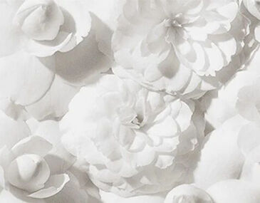 Close-up on a lace detail